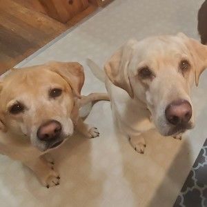 Meet your Posher, Posh